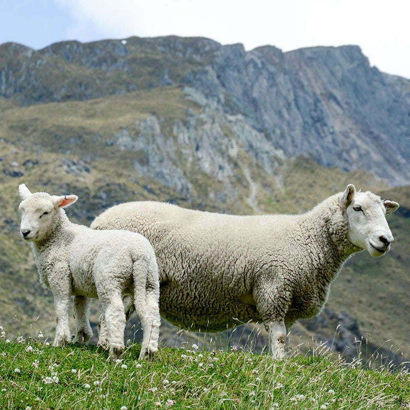 Pecore al pascolo su una collina erbosa, allevate per la carne con la pelle come sottoprodotto